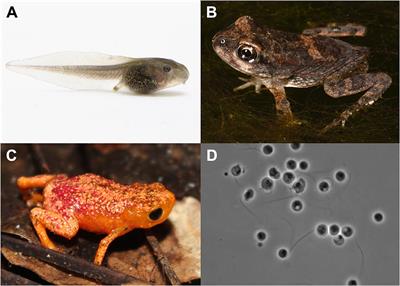 Endemic Lineages of Batrachochytrium dendrobatidis Are Associated With Reduced Chytridiomycosis-Induced Mortality in Amphibians: Evidence From a Meta-Analysis of Experimental Infection Studies